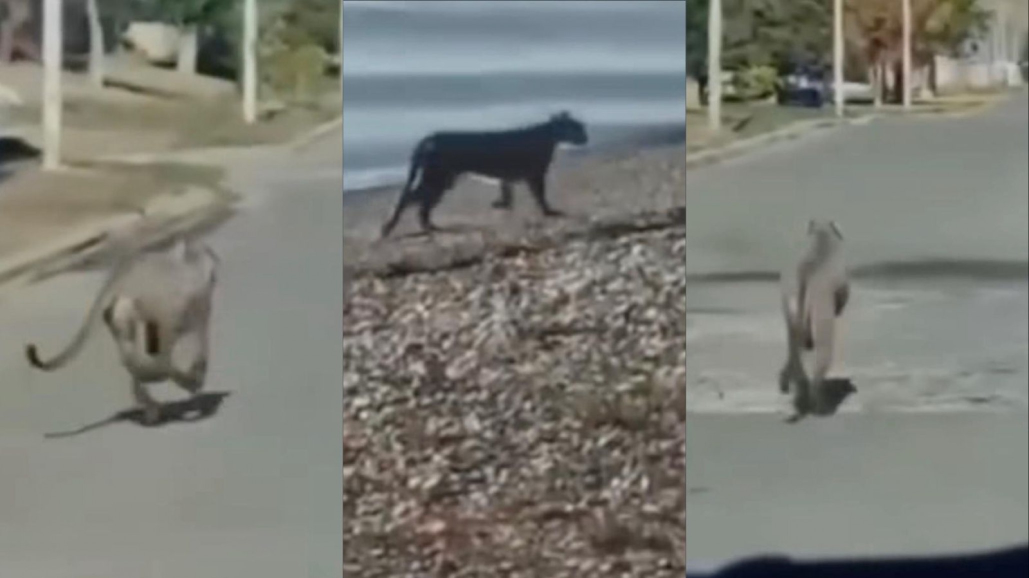 Preocupación en Puerto Santa Cruz: un puma fue visto en las calles