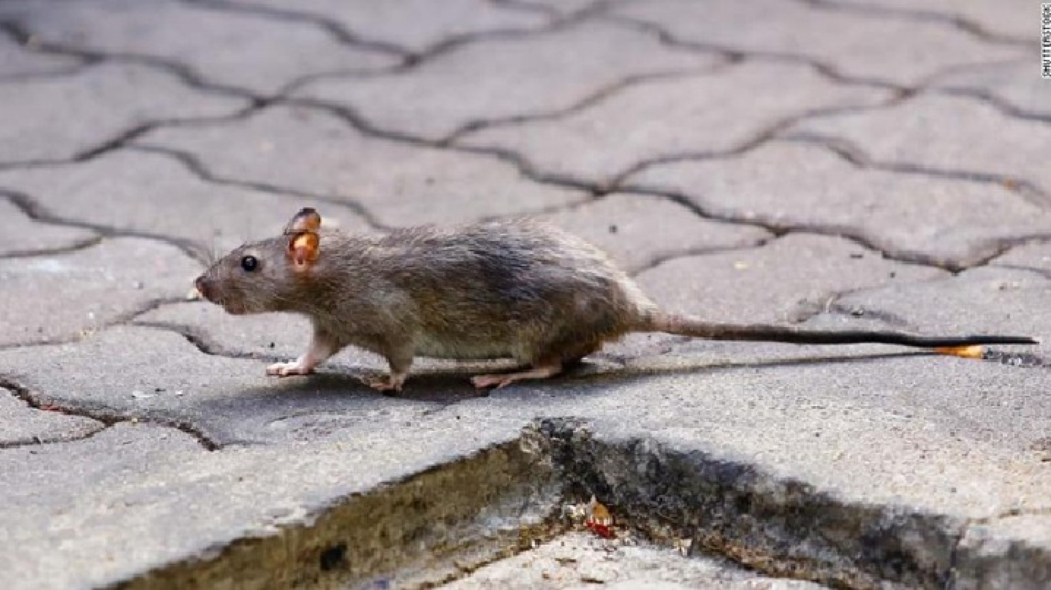 Una adolescente de 15 años murió por hantavirus en Chubut