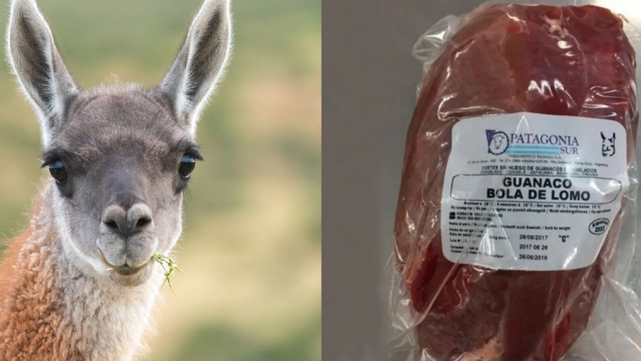 Salud advierte que no está permitida la faena ni venta de carne de guanaco en Chubut