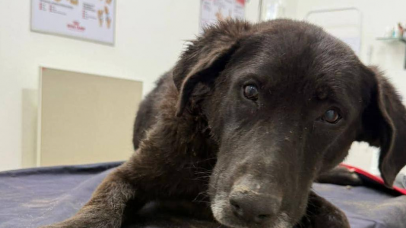 Piden ayuda para una perrita rescatada que atraviesa un delicado estado de salud