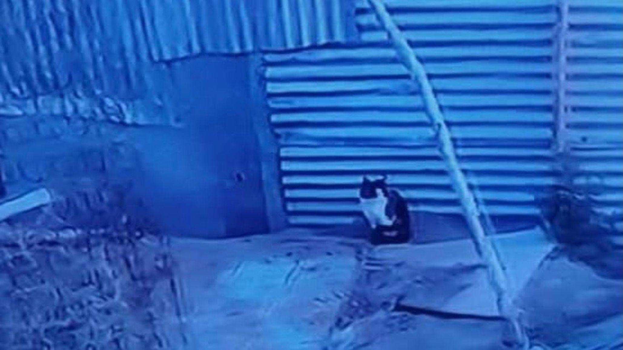 Piden tr醤sito o adopci髇 urgente para animales rescatados del entorno del caso 羘gel