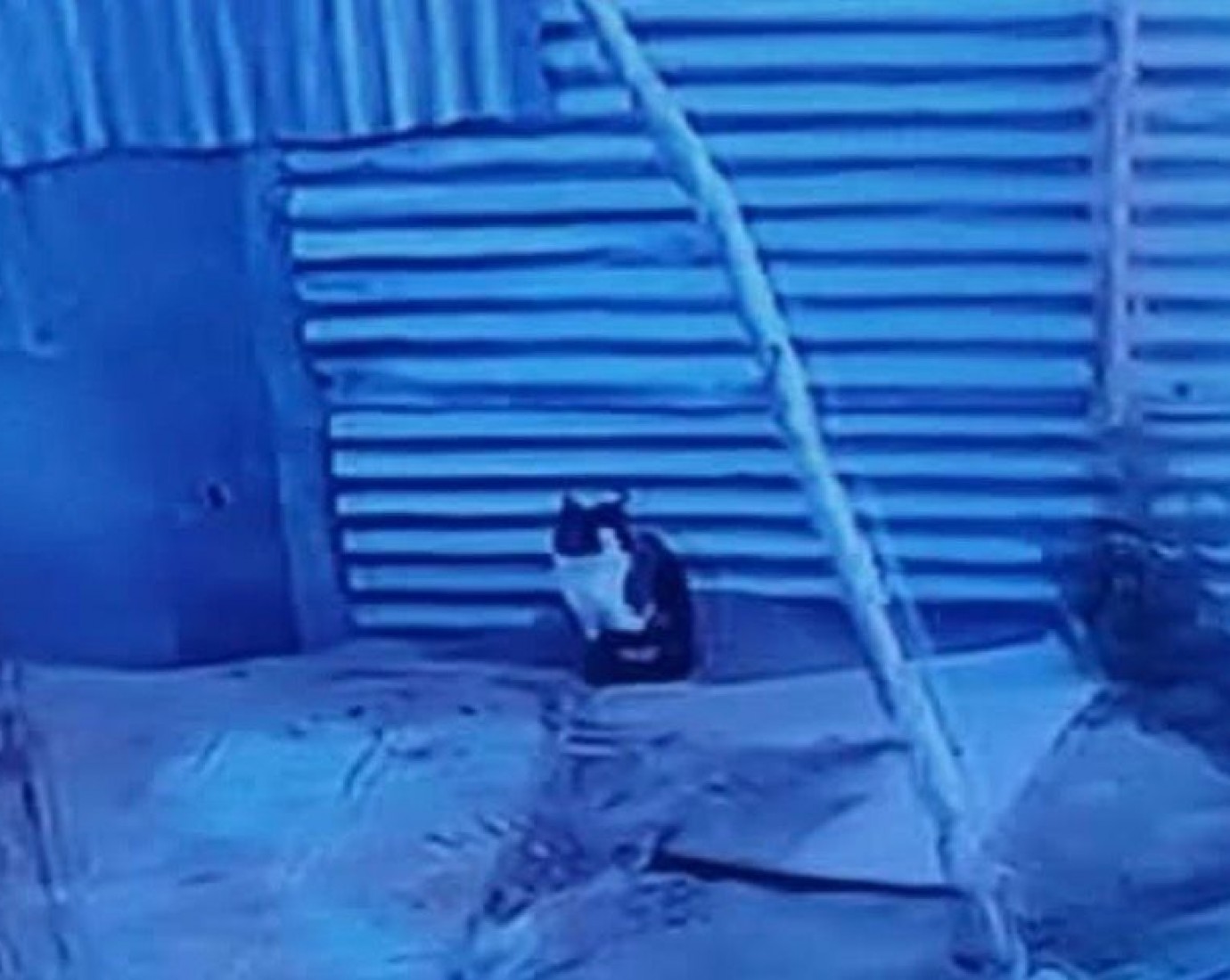 Piden tránsito o adopción urgente para animales rescatados del entorno del caso Ángel