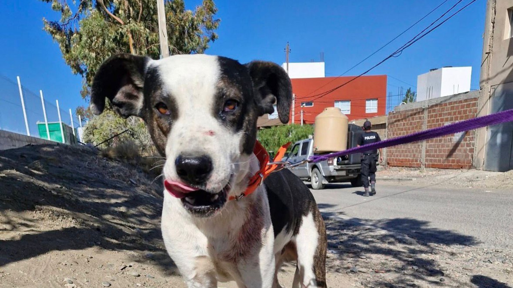 Piden un hogar urgente para "Panda", un perro que podría ser sacrificado en las próximas horas