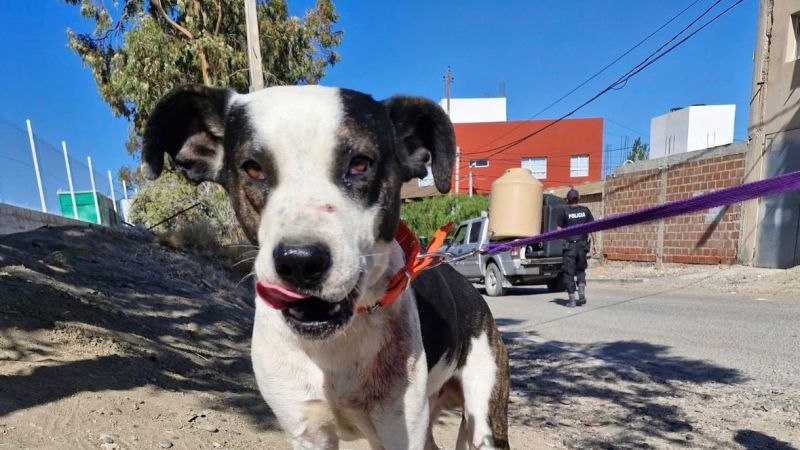 Piden un hogar urgente para "Panda", un perro que podría ser sacrificado en las próximas horas