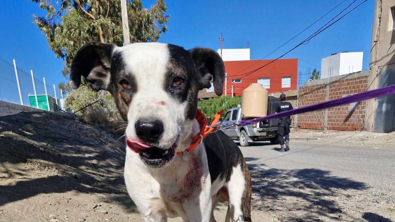 Piden un hogar urgente para "Panda", un perro que podría ser sacrificado en las próximas horas
