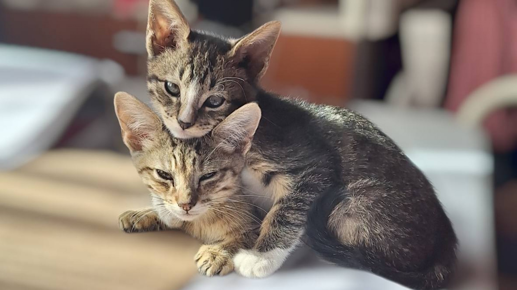 Rescatan gatitos de un baldío y buscan familias para su adopción