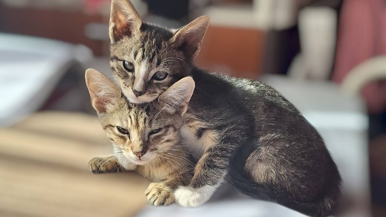 Rescatan gatitos de un baldío y buscan familias para su adopción