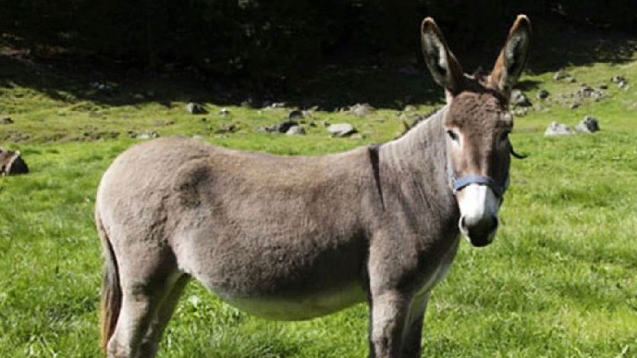 Furor por la carne de burro en Trelew: se agotó en días y ahora habrá degustación
