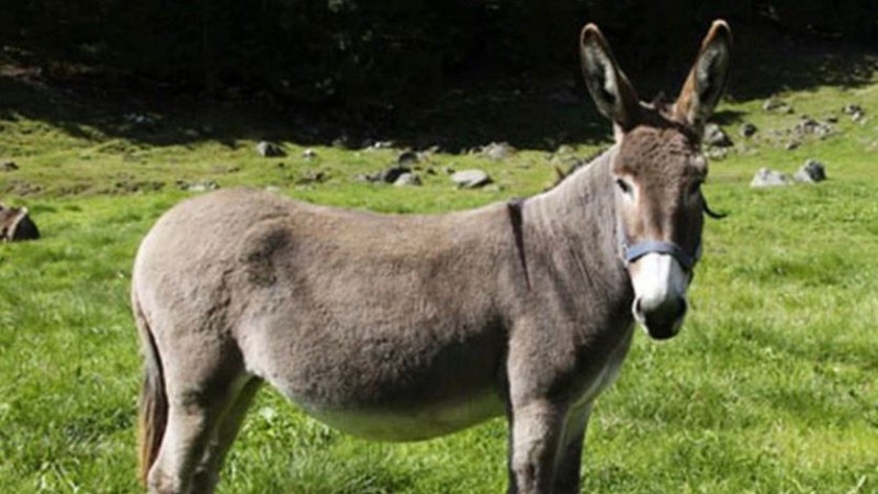 Furor por la carne de burro en Trelew: se agotó en días y ahora habrá degustación