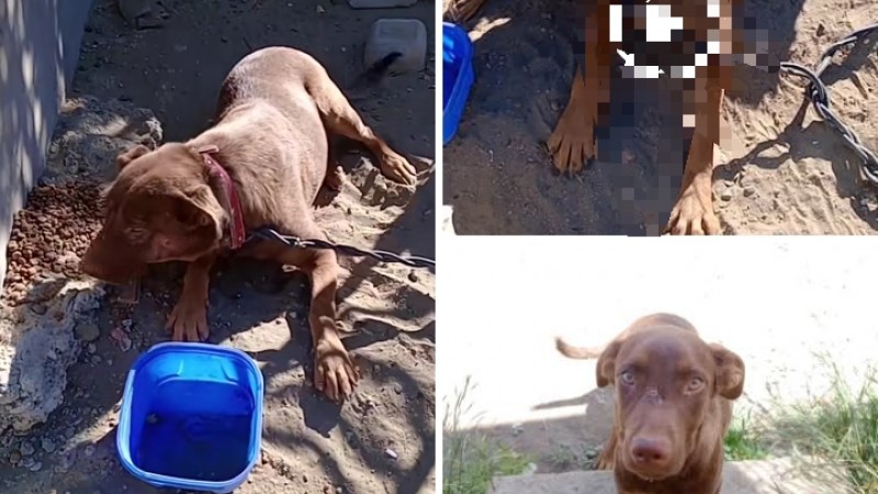Lo adoptaron, lo devolvieron y ahora lo dejaron atado: piden ayuda urgente por "Papi"