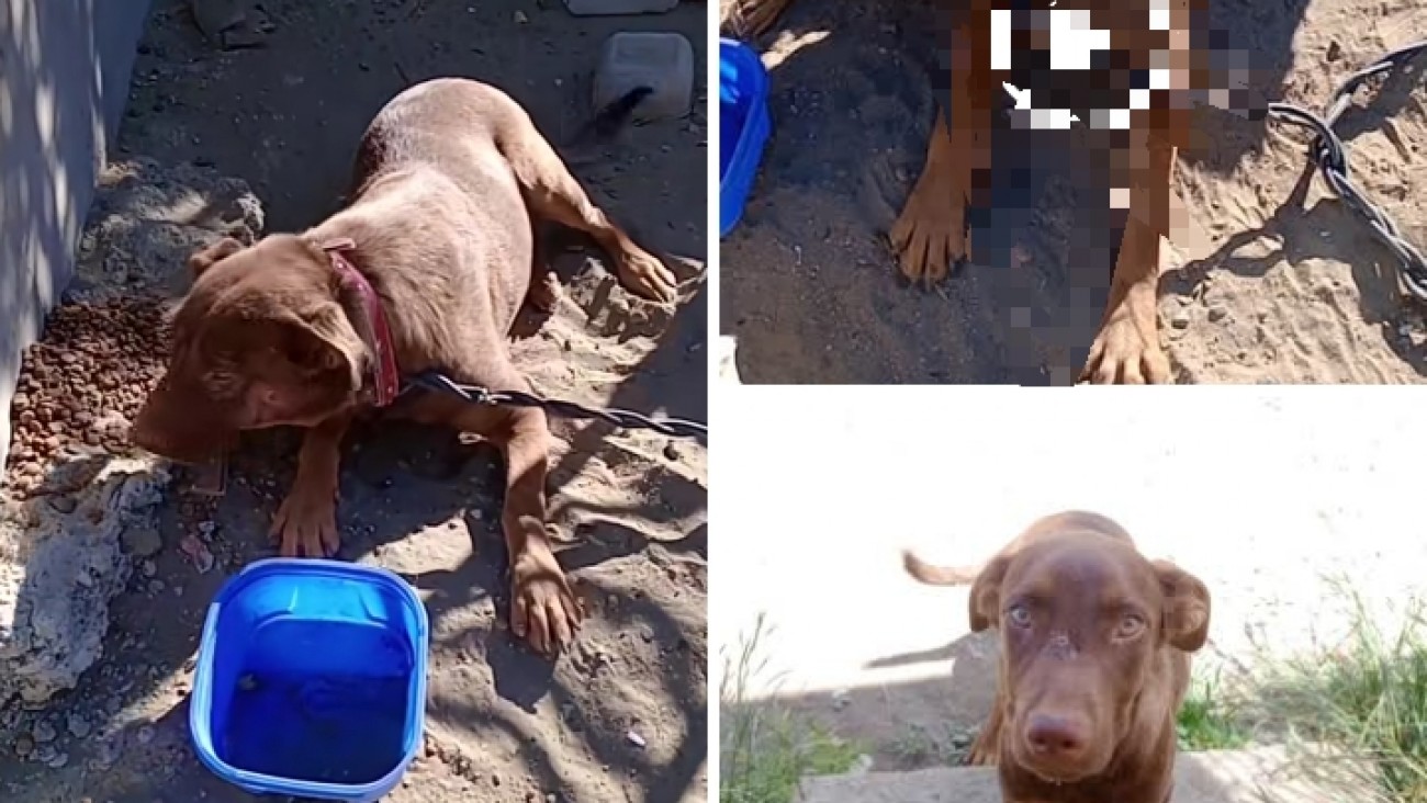 Lo adoptaron, lo devolvieron y ahora lo dejaron atado: piden ayuda urgente por "Papi"