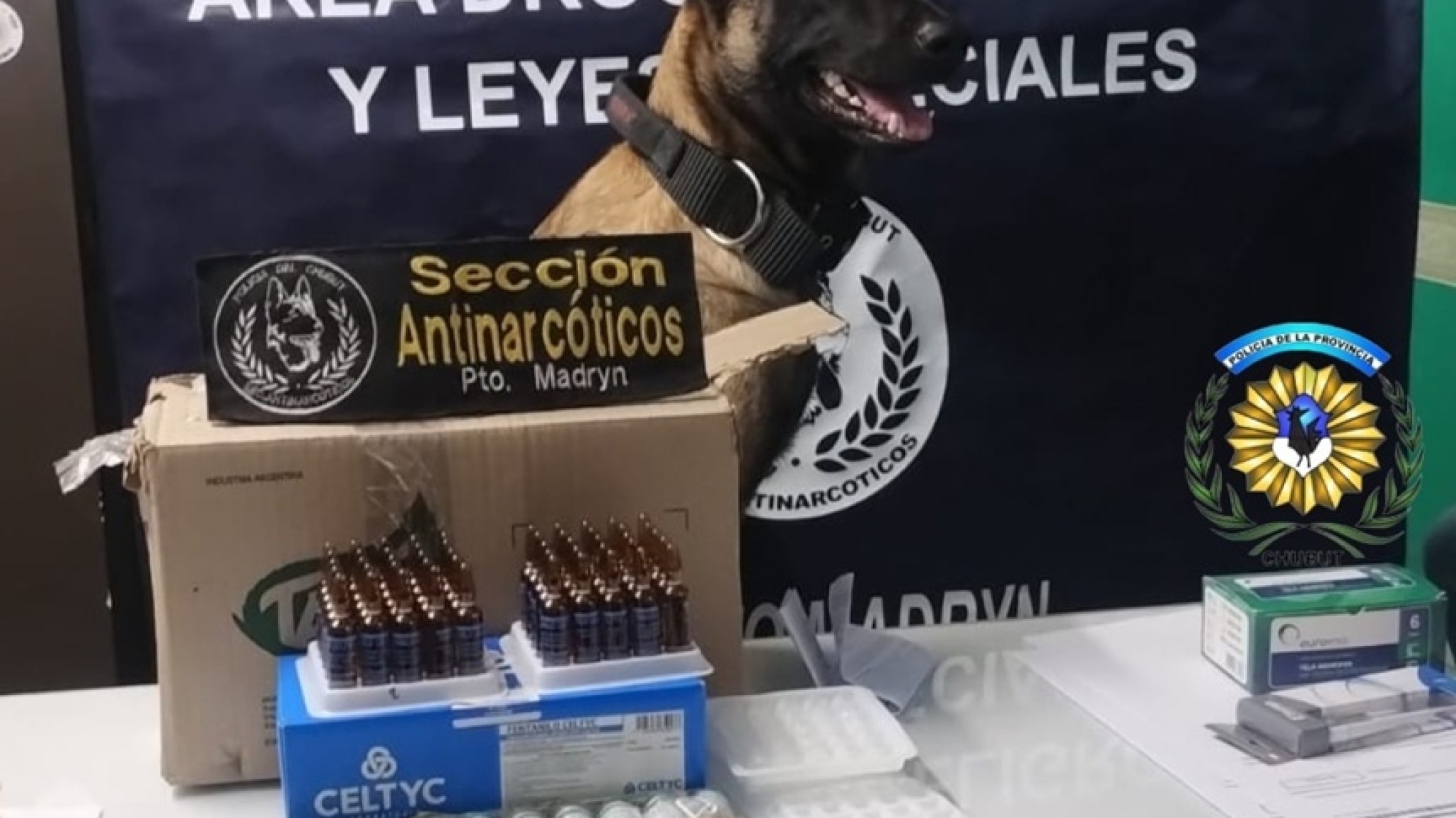Fentanilo y "Tussi" en Chubut: un perro antinarcóticos detectó una encomienda letal