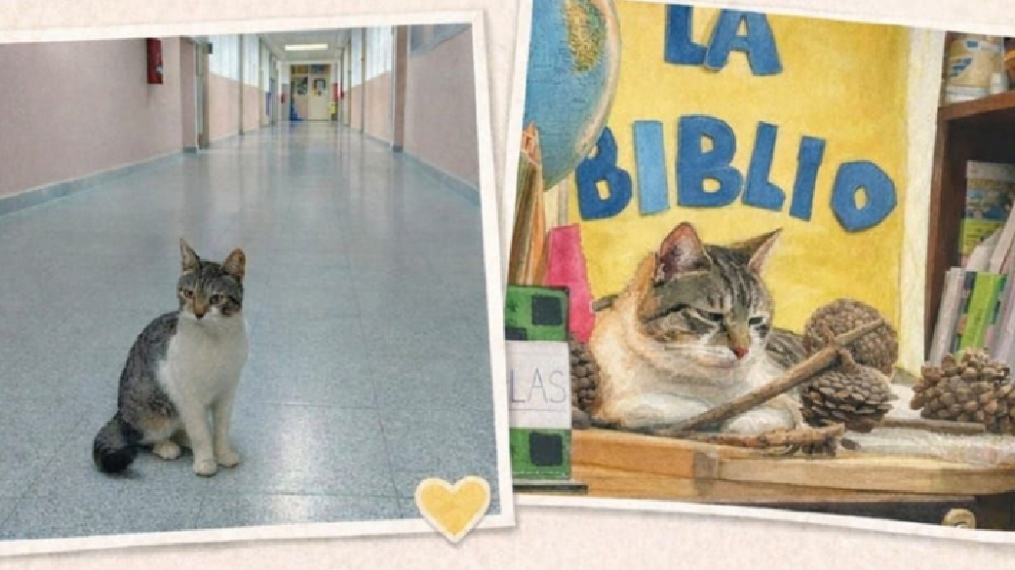 El gato que se jubila en Comodoro: la Escuela 732 lanzó una campaña de adopción para Lorenzo