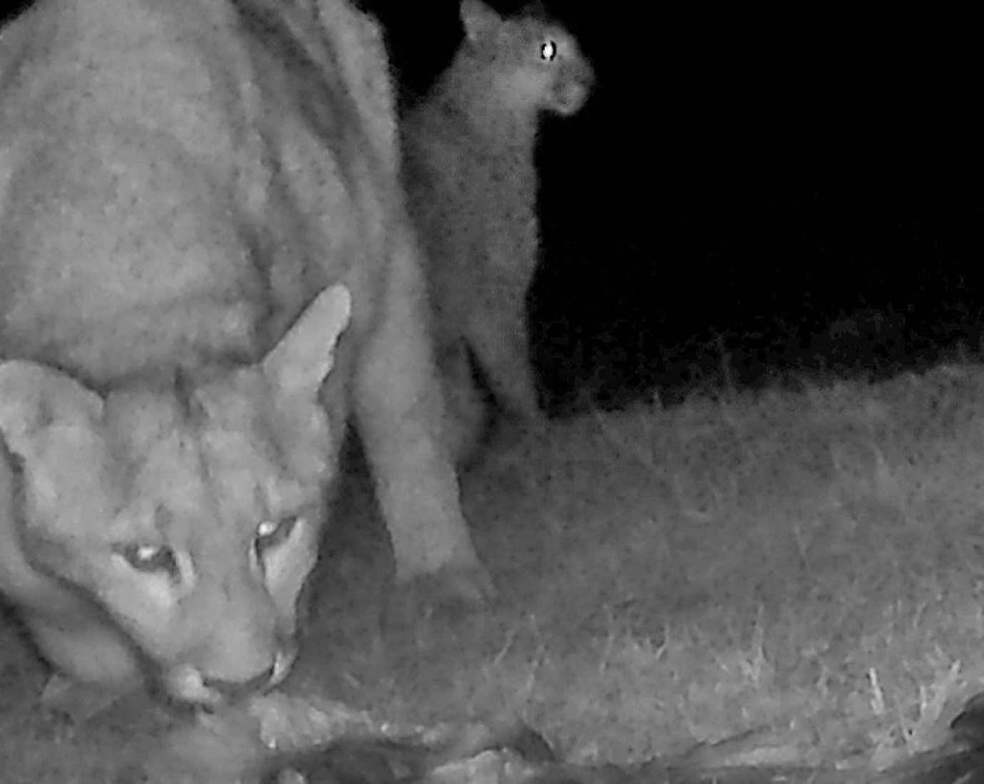 Pumas cazan salmones en la Patagonia: el impacto de una especie invasora en la fauna