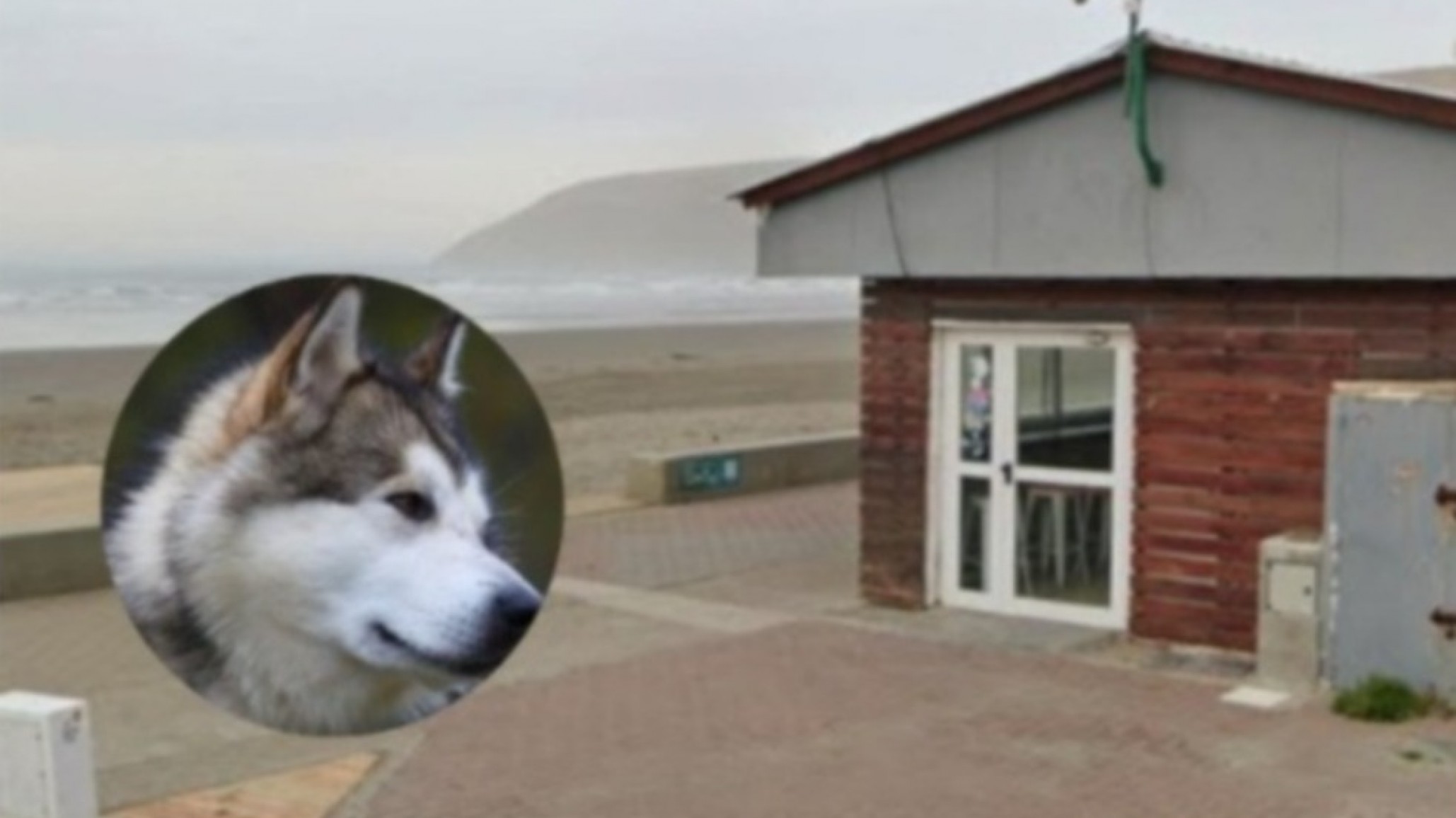 Rada Tilly: un perro atacó a una mujer en la Costanera y deberá ser operada
