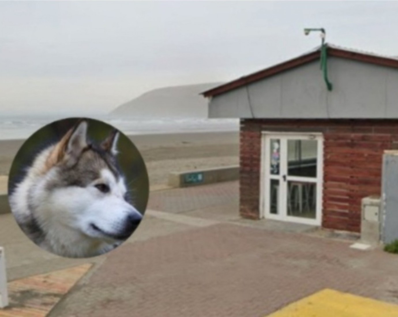 Rada Tilly: un perro atacó a una mujer en la Costanera y deberá ser operada