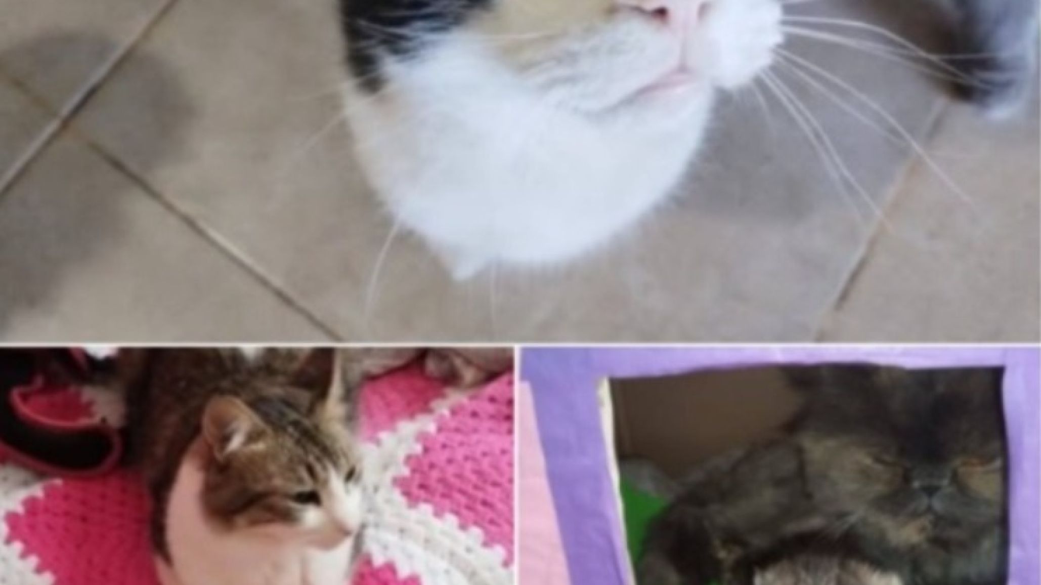 El padre se quedó sin trabajo y una familia busca dar en adopción a sus gatos: otra cara de la crisis