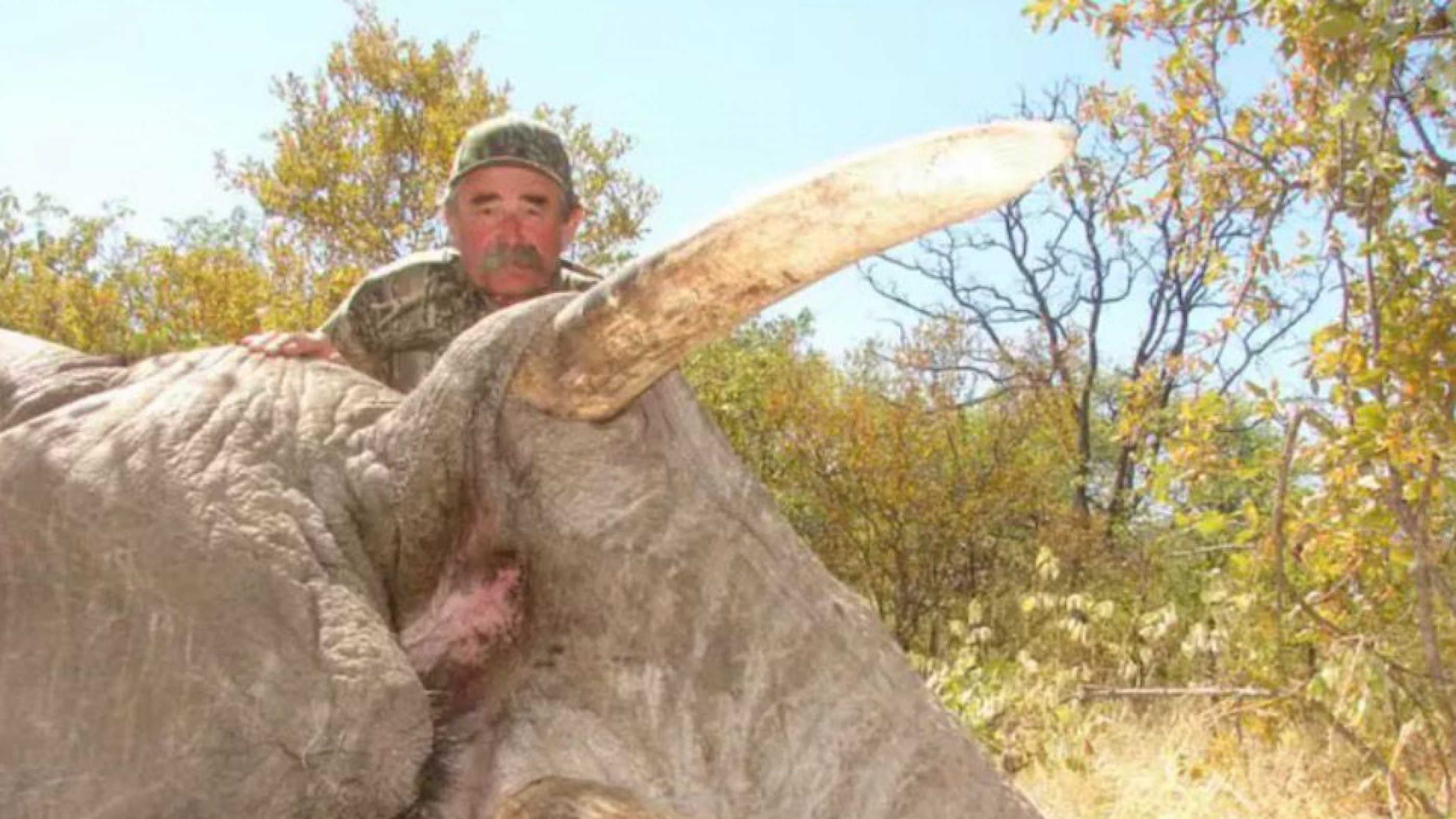 Murió un millonario estadounidense tras ser pisoteado por elefantes durante una cacería