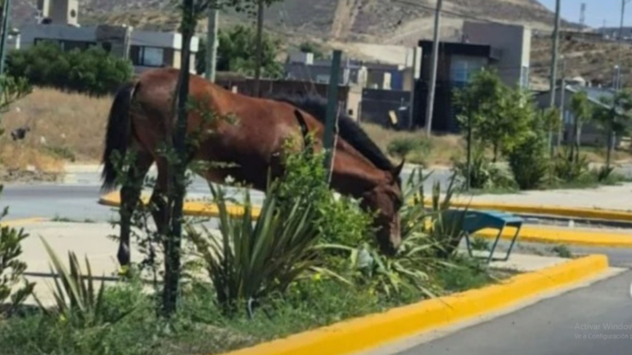 "Darles de comer pone en riesgo a los vecinos": impulsan carteler韆 por zorros y alertan por animales sueltos en Rada Tilly