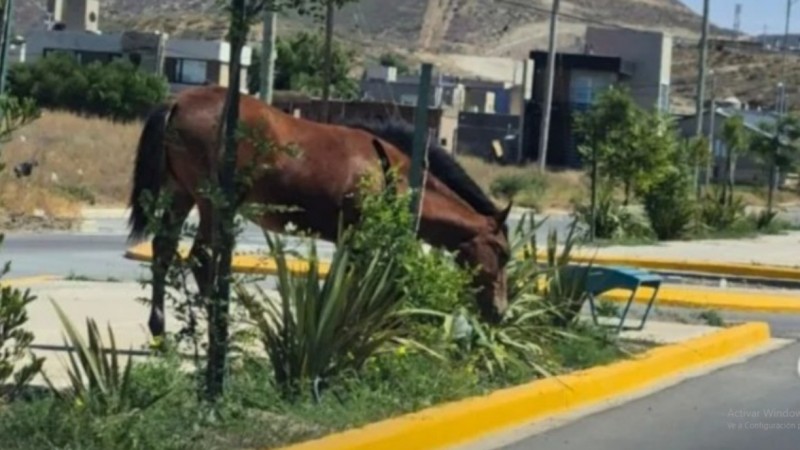 "Darles de comer pone en riesgo a los vecinos": impulsan cartelería por zorros y alertan por animales sueltos en Rada Tilly