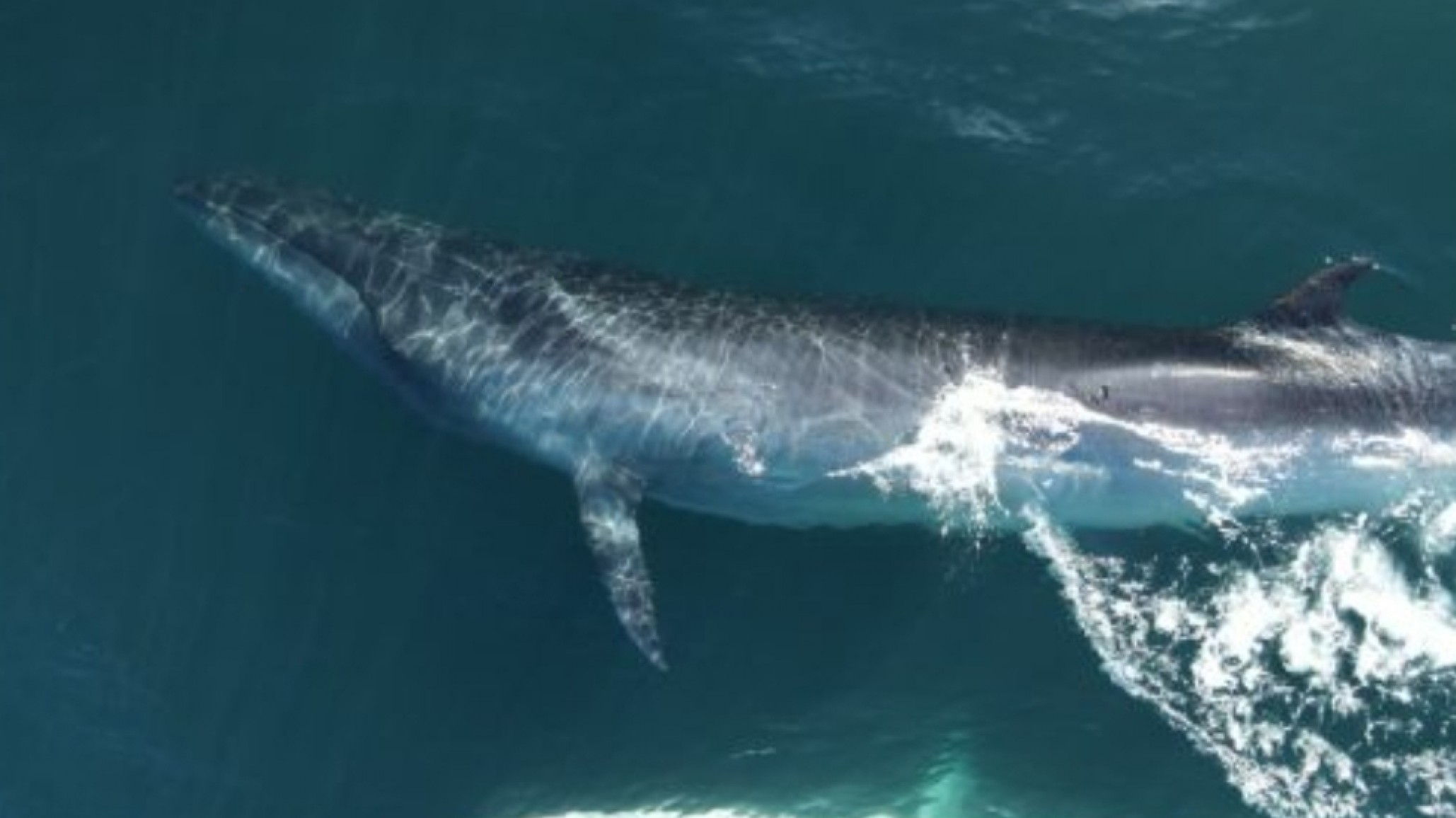 Premiaron documental sobre la ballena Sei y ponen al Golfo San Jorge en vidriera internacional