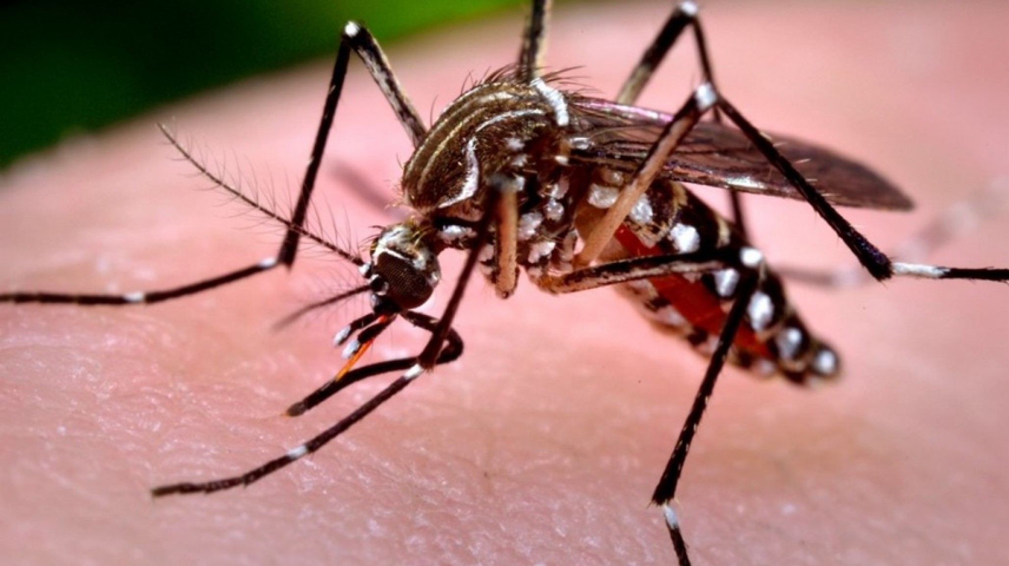 El avance del chikungunya no da tregua: ya son más de mil los afectados y el mapa de contagios se expande