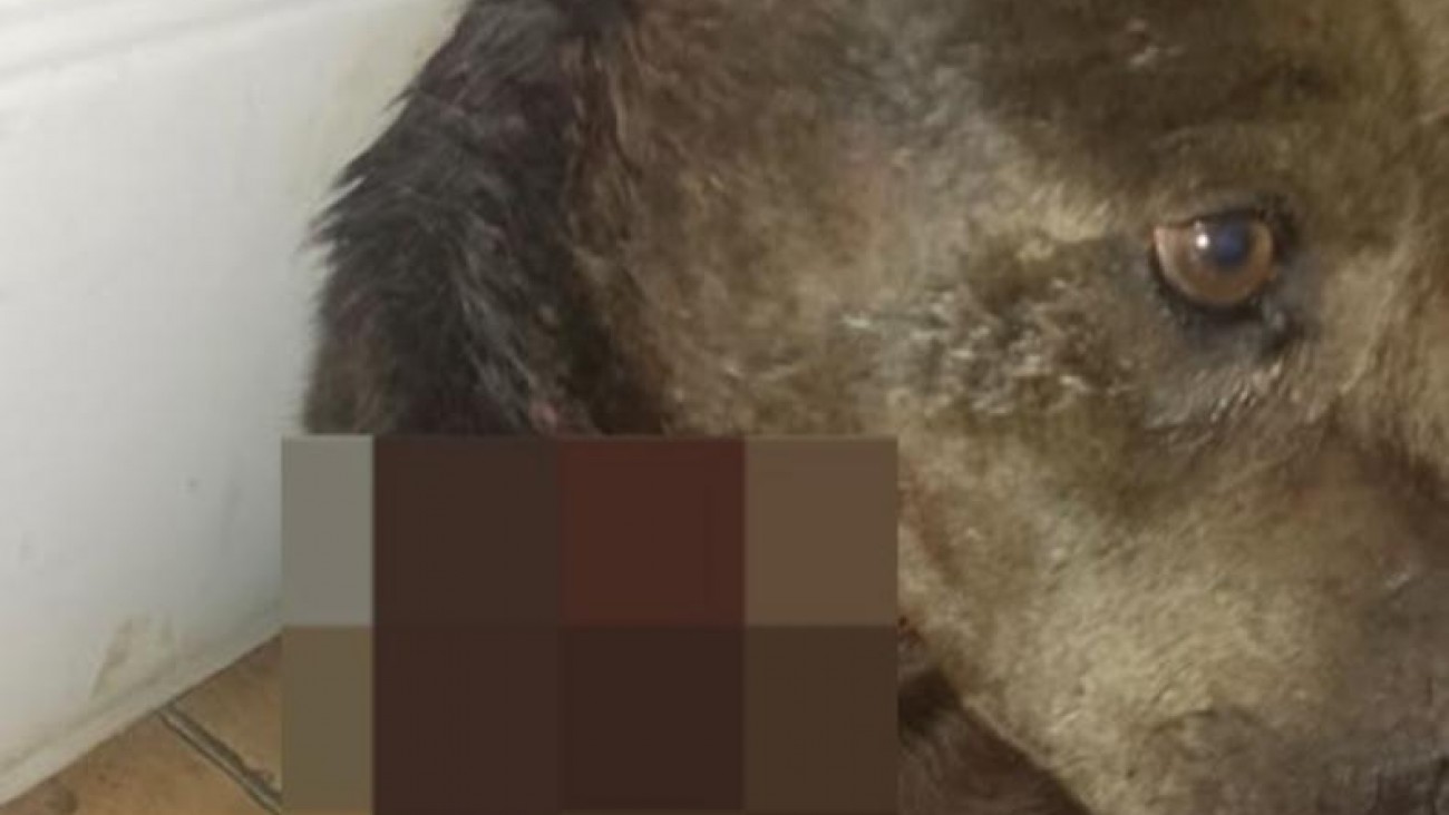 Piden ayuda para un perro herido tras un ataque en zona norte