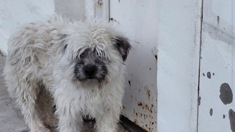 Buscan a los dueños o un hogar para un perro encontrado en Km 3