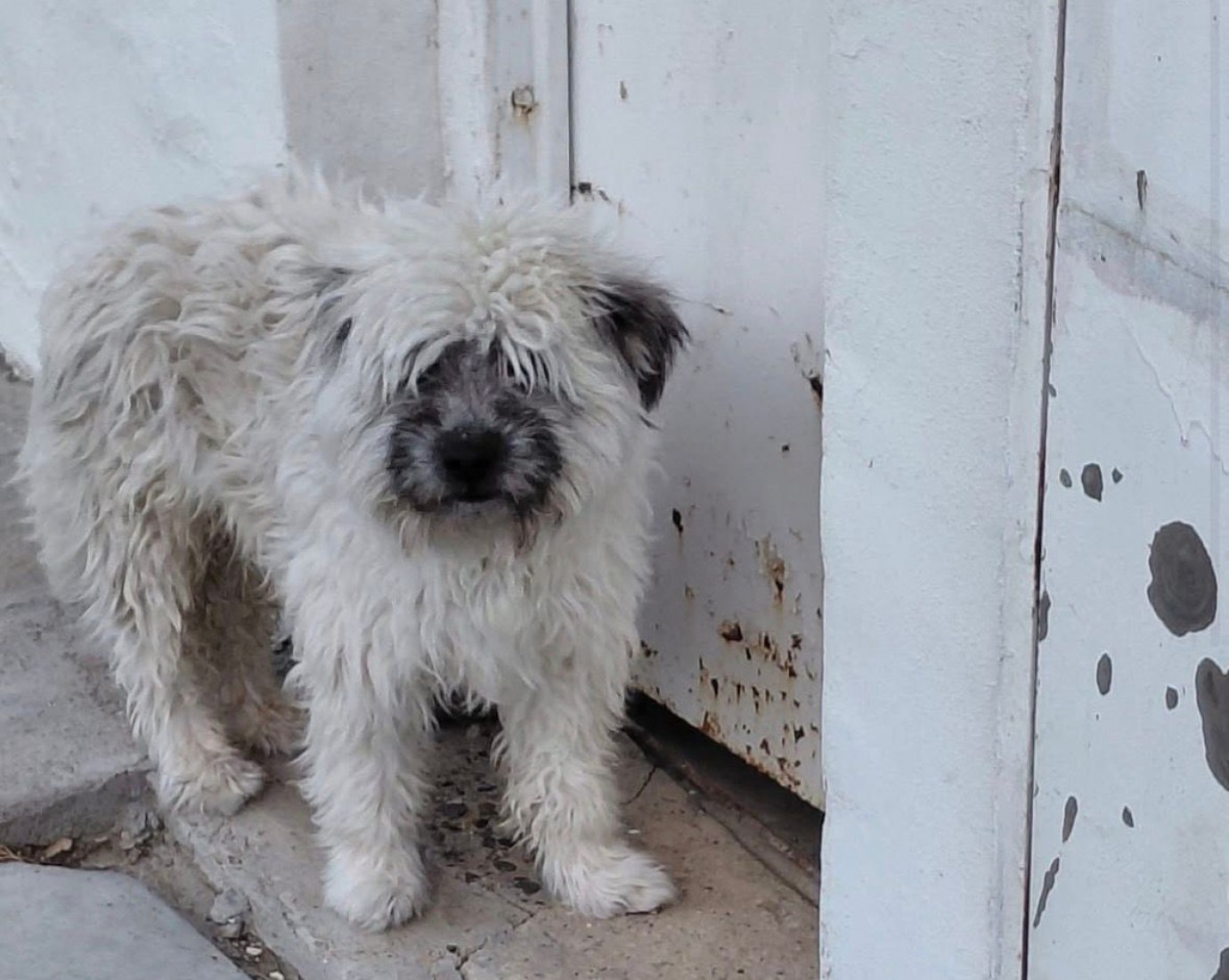 Buscan a los dueños o un hogar para un perro encontrado en Km 3