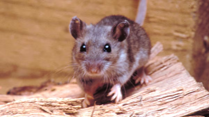 Al menos tres muertos por un brote de hantavirus en un crucero que partió desde Argentina