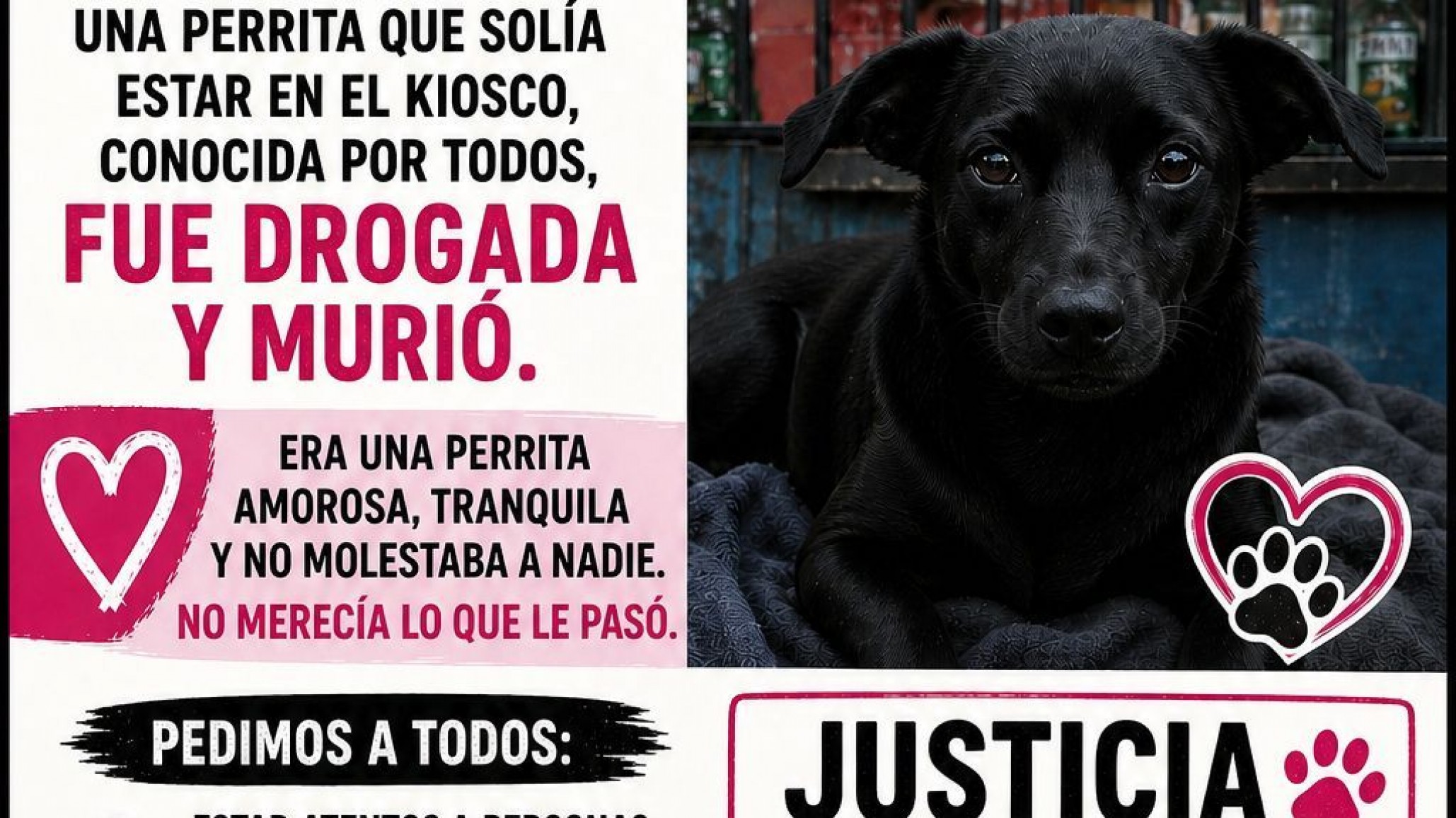 Indignación en Comodoro: denuncian que drogaron y mataron a una perrita en barrio Castelli