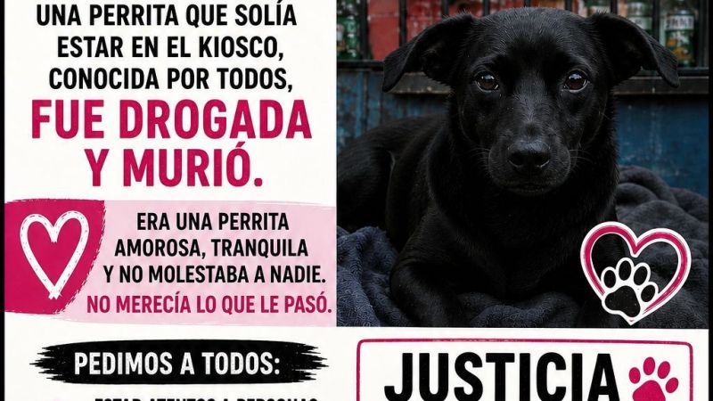 Indignación en Comodoro: denuncian que drogaron y mataron a una perrita en barrio Castelli