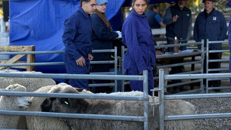 Orgullo patagónico: Chubut arrasó en las "Ovinpiadas Regionales" y ya palpita la final nacional