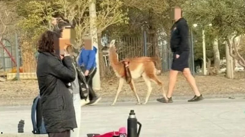 El guanaco de Rada Tilly: denunciaron penalmente a la pareja que lo paseaba
