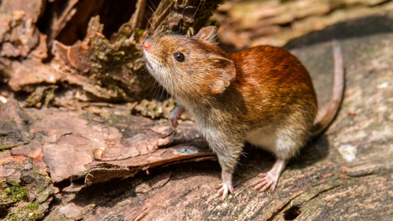 Confirman un caso de hantavirus en Bariloche y aíslan a contactos estrechos