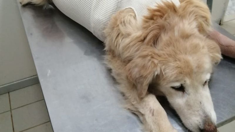 Tiene 14 perros rescatados y necesita ayuda para pagar una deuda veterinaria