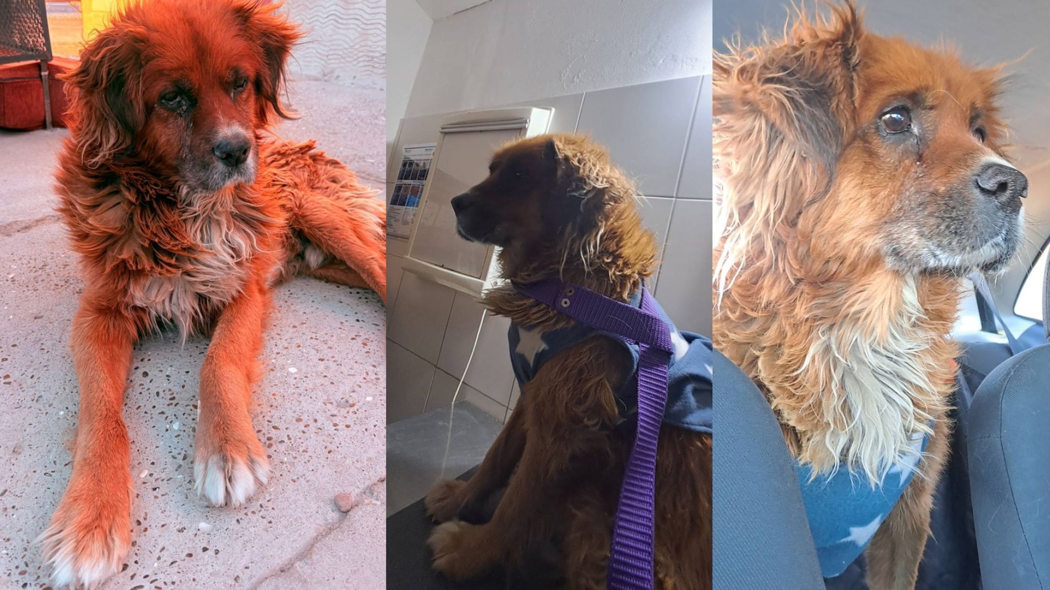 Caso Pepe: el conocido perro del semáforo atraviesa un estado de salud crítico
