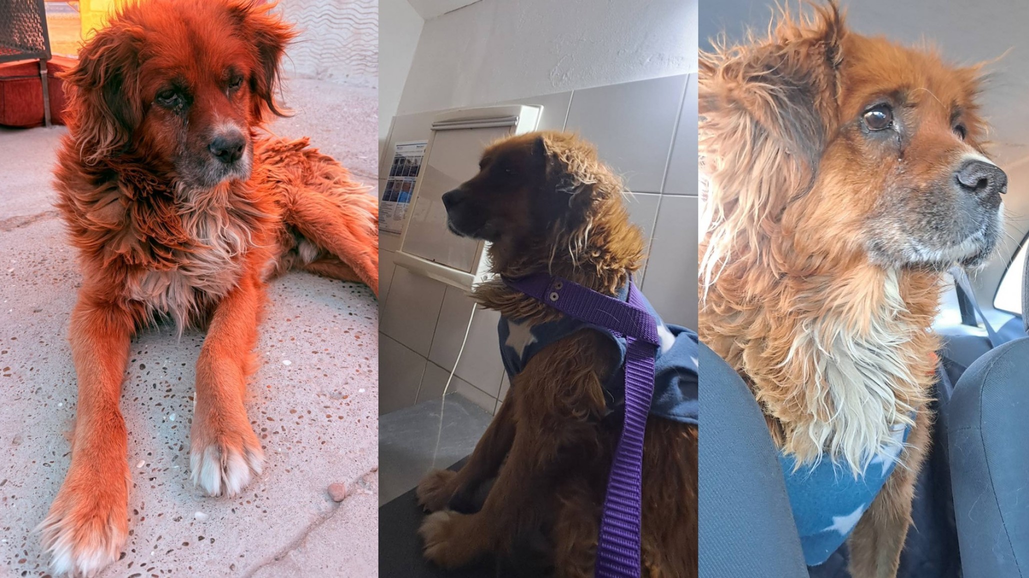 Caso Pepe: el conocido perro del semáforo atraviesa un estado de salud crítico