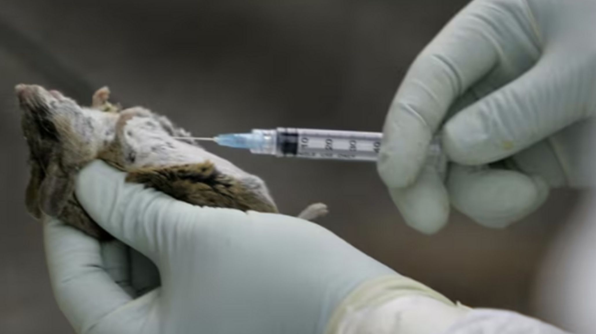 Alerta roja en Chile: el hantavirus se vuelve más letal y confirman 39 casos
