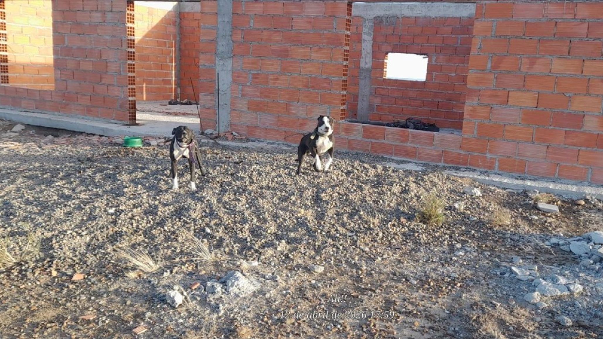 Crueldad animal en el Faro: denuncian a dos perros atados y abandonados