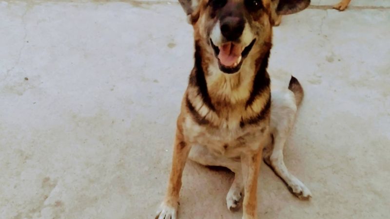Comodoro: Tiene 10 años, perdió a su compañero y necesitan encontrarle un hogar