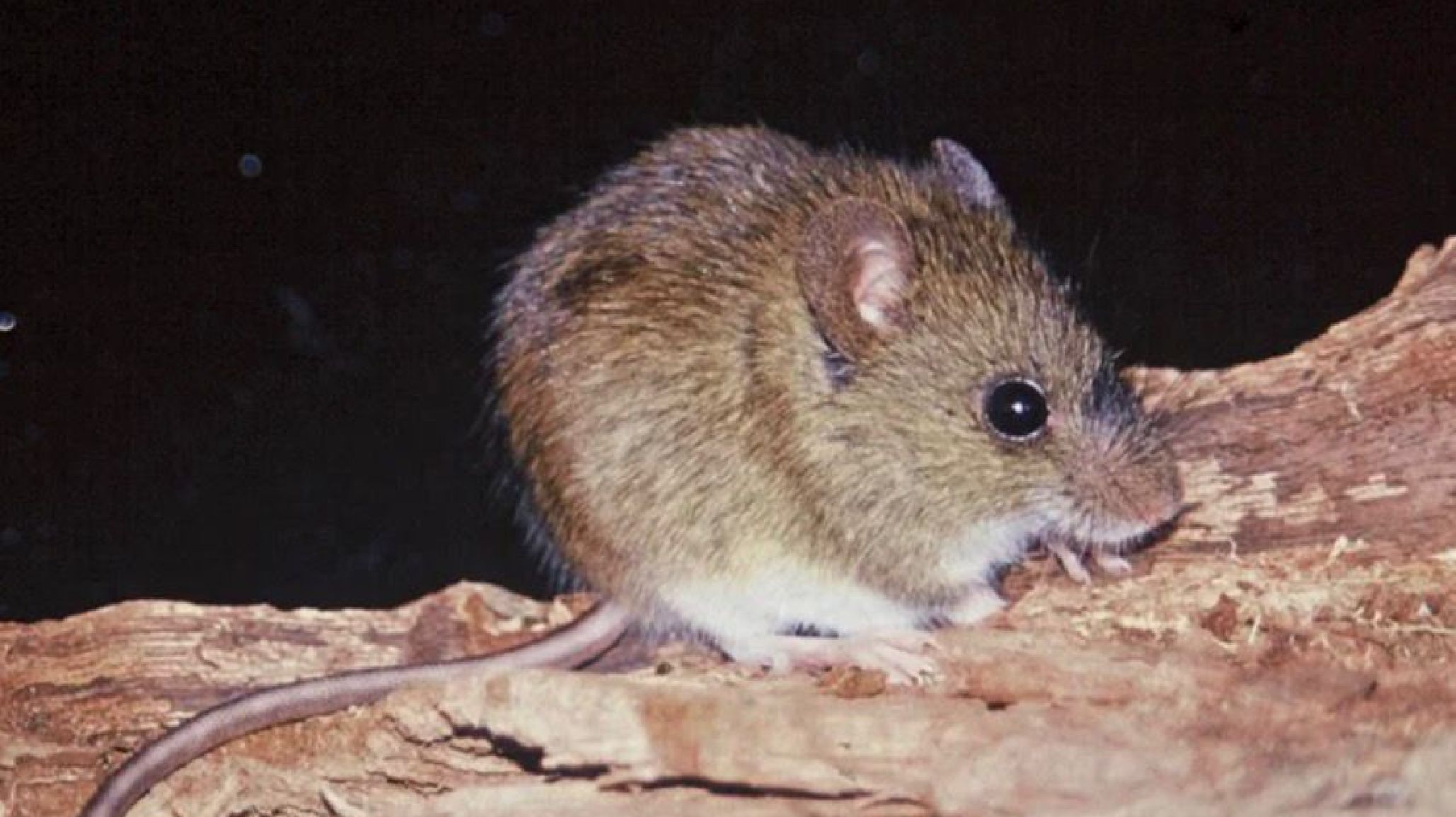 Un paciente de Corcovado permanece internado en terapia intensiva por un presunto caso de hantavirus