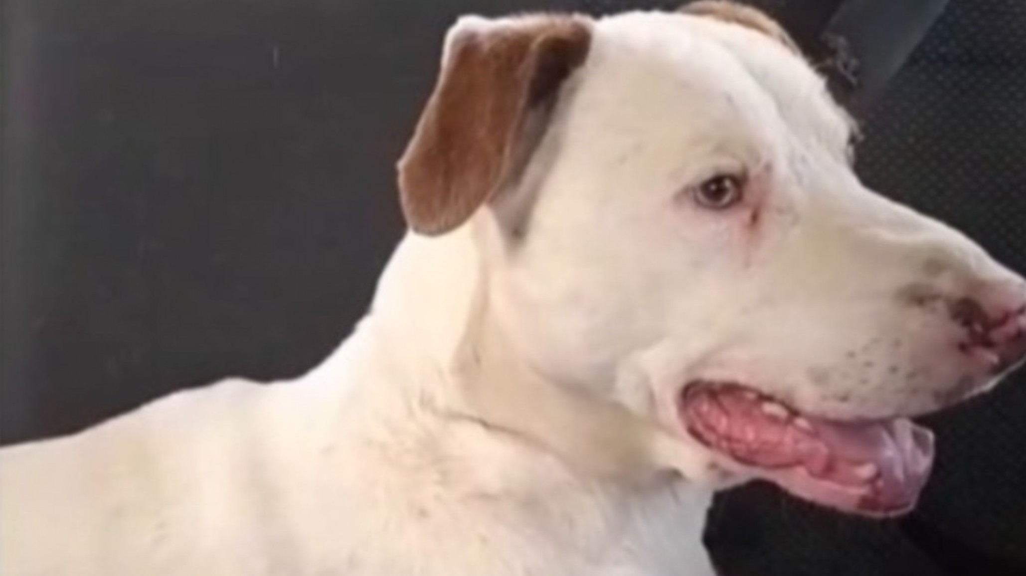 Dogui volvió con su primera familia tras ser abandonado y la historia emocionó en Comodoro