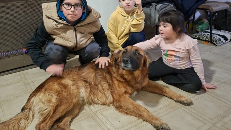 "Se me paró encima y me abrazó": Le robaron a su perro hace 4 años en Comodoro y apareció en la puerta de su dueña