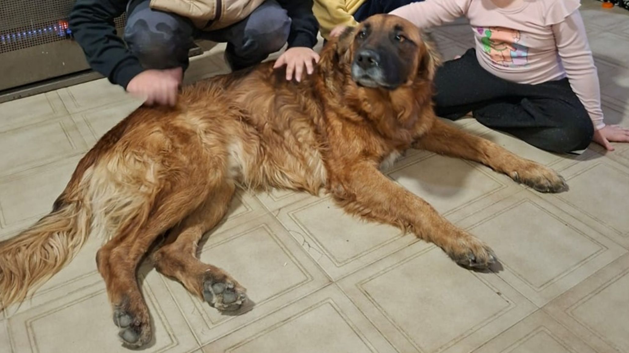 "Se me paró encima y me abrazó": Le robaron a su perro hace 4 años en Comodoro y apareció en la puerta de su dueña