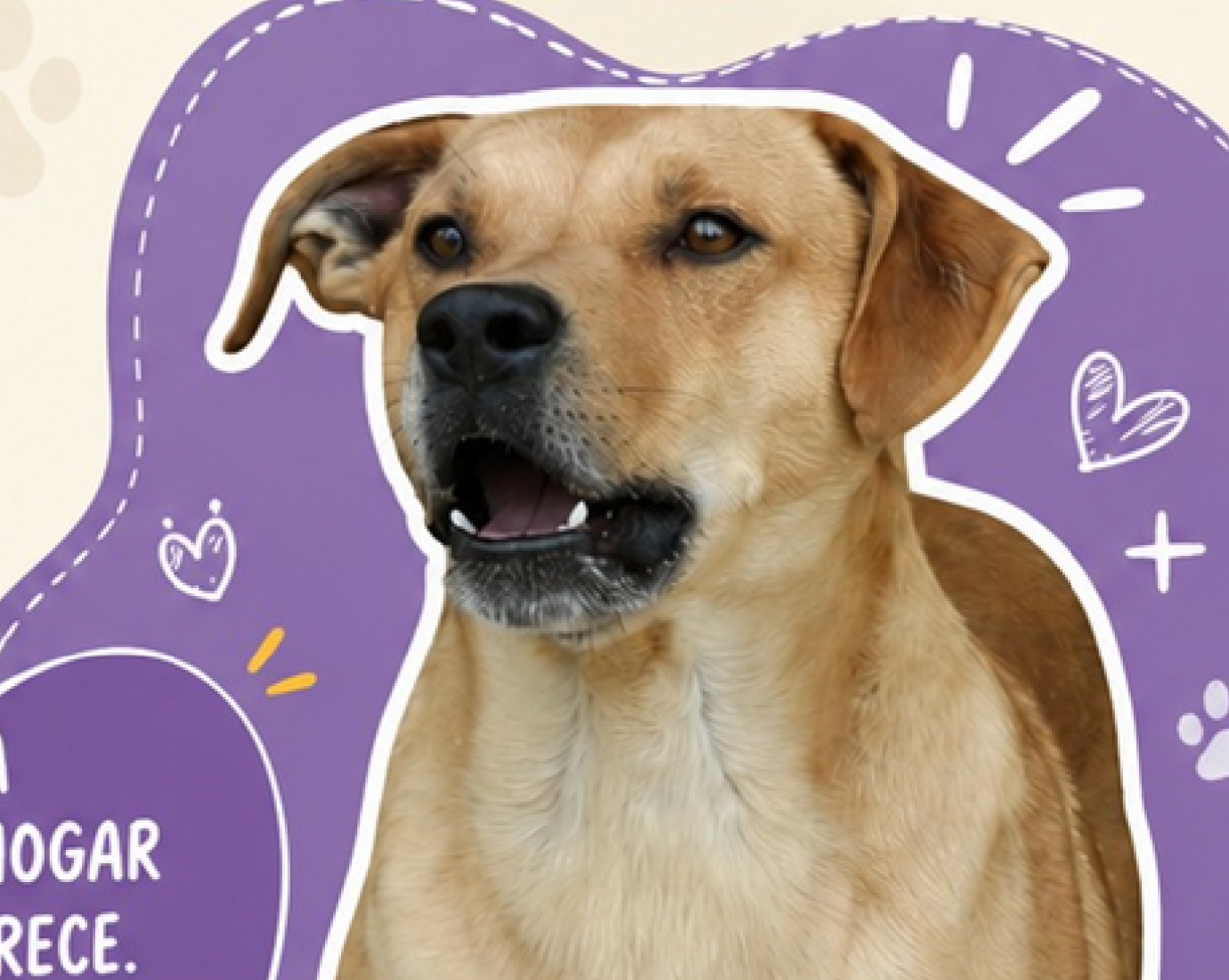 Un hogar para Tato: El perro que venció sus miedos y hoy busca una familia en Comodoro