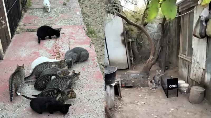 Comodoro: Liberarán a 25 gatos ferales sin vacunar ni desparasitar por la negativa de Veterinaria Municipal