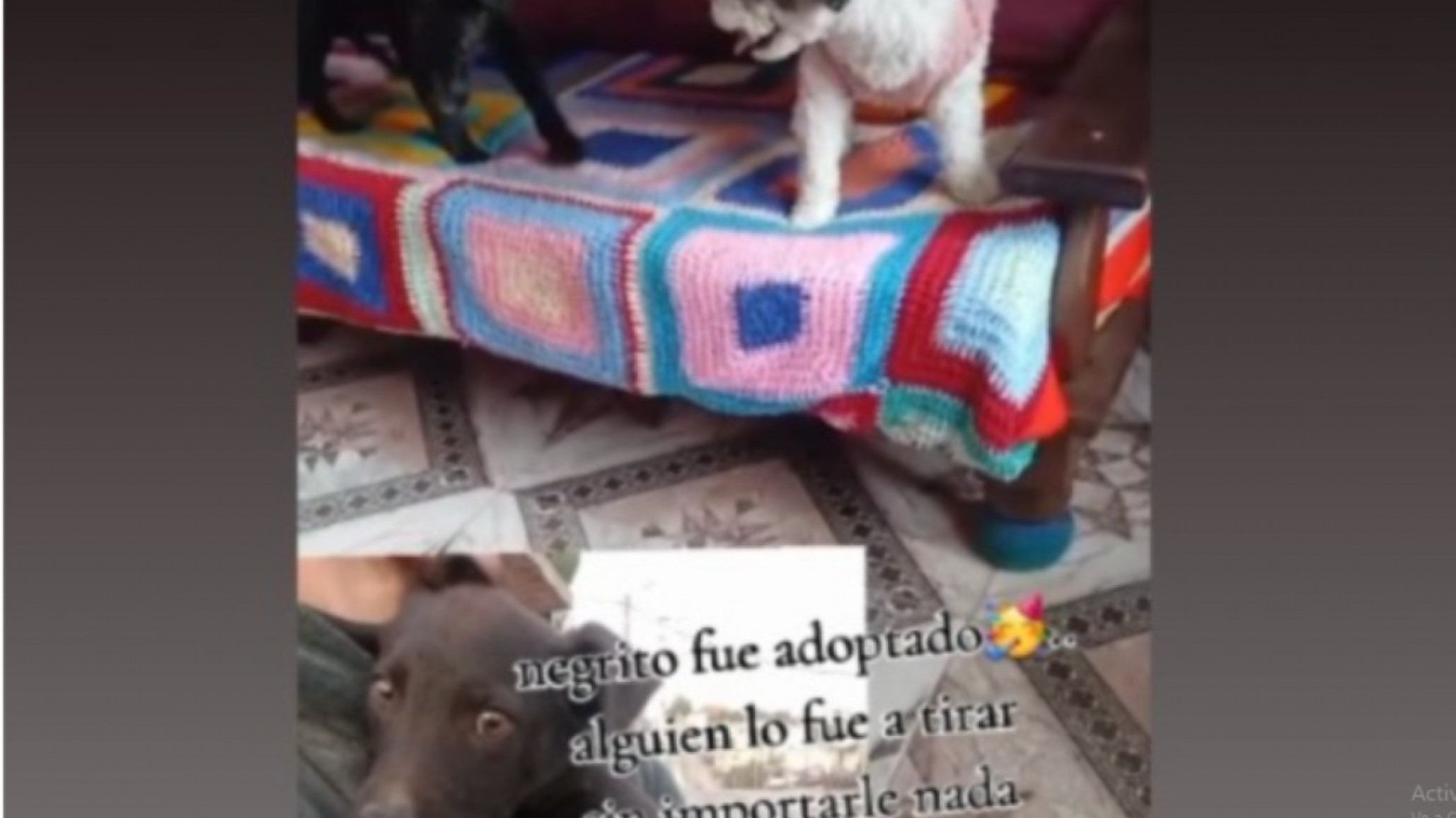 Lo fueron a tirar, encontró una familia y emocionó a Comodoro: la historia de "Negrito" que conmovió en redes