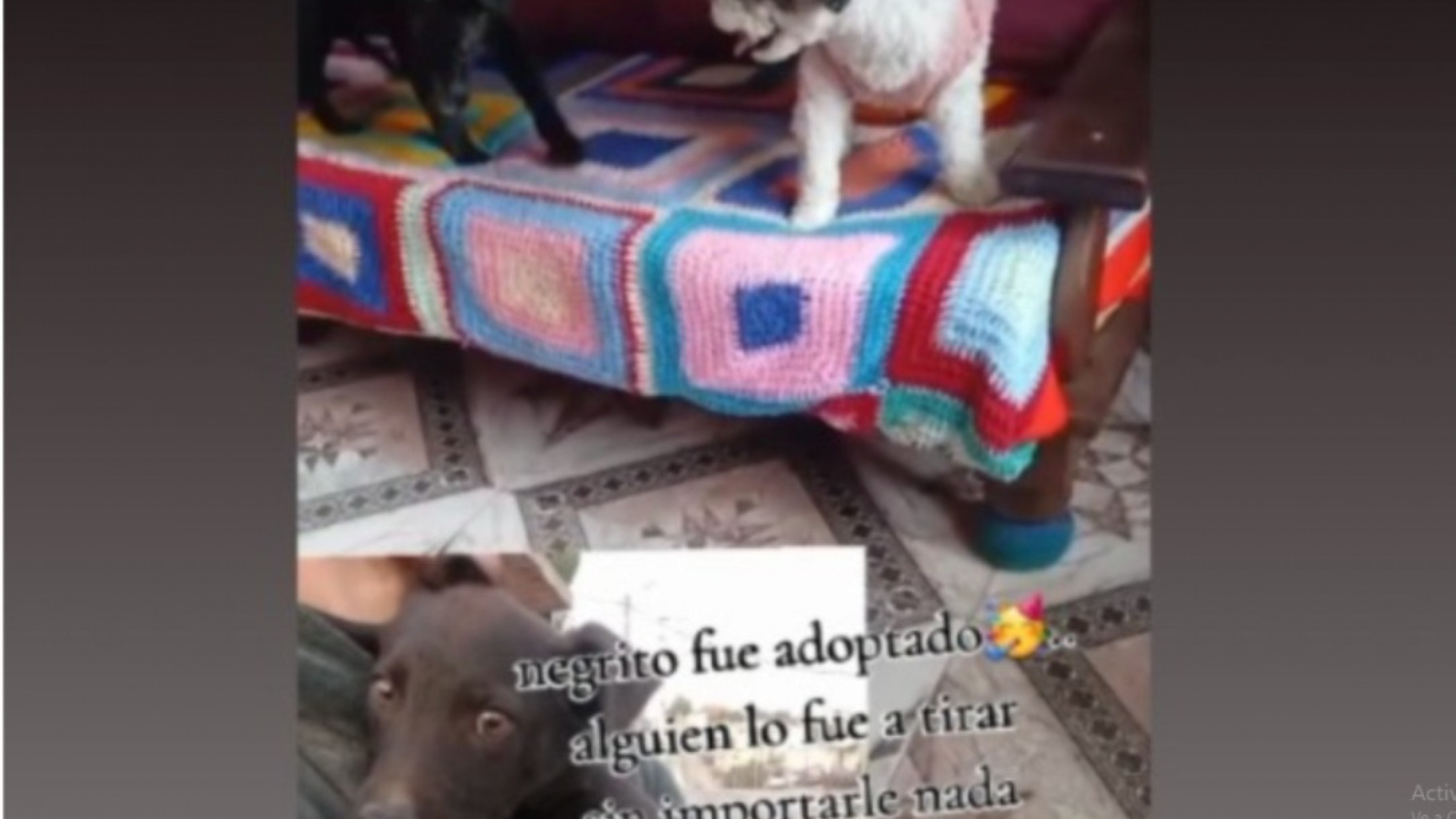 Lo fueron a tirar, encontró una familia y emocionó a Comodoro: la historia de "Negrito" que conmovió en redes