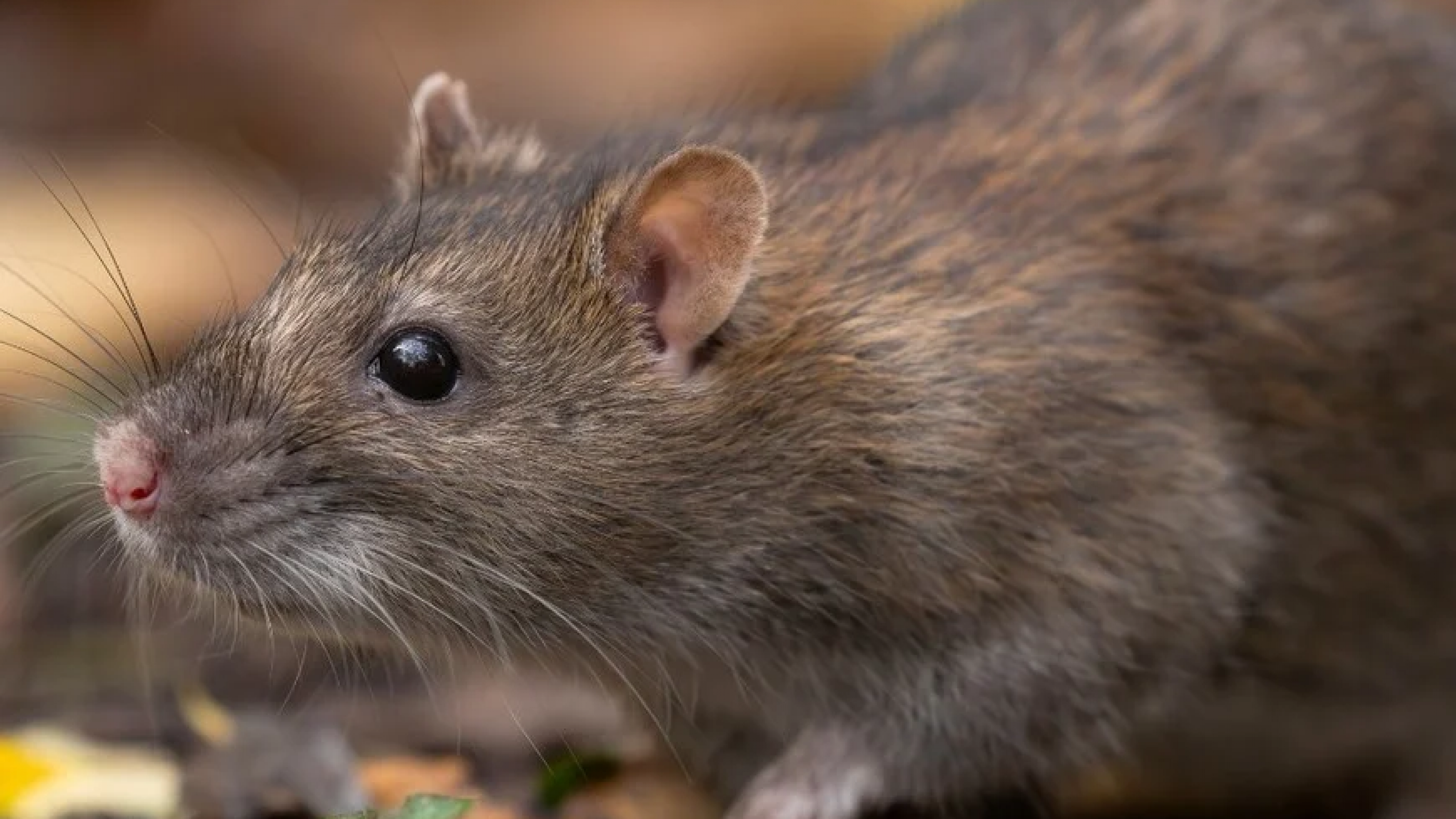 Tres nuevos casos de hantavirus en Argentina: confirmaron uno en Chubut